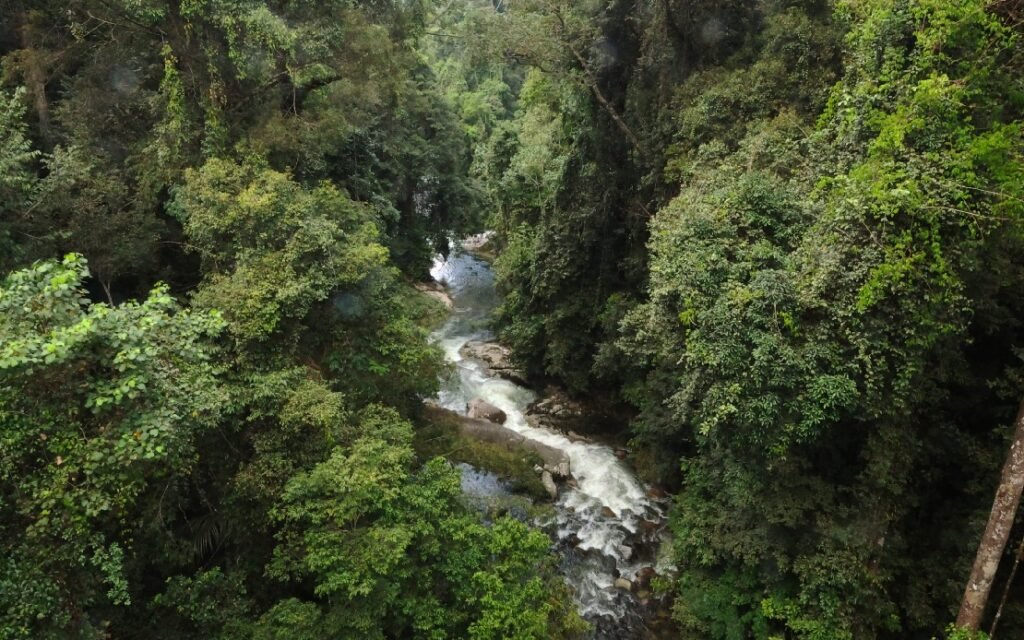 什么是 carbon credit