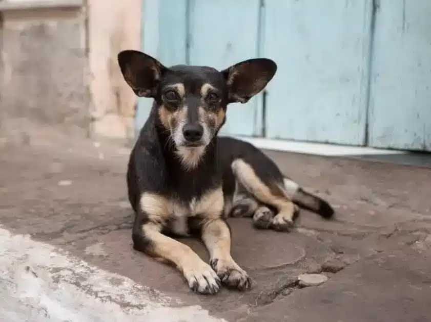 捐款帮助流浪狗