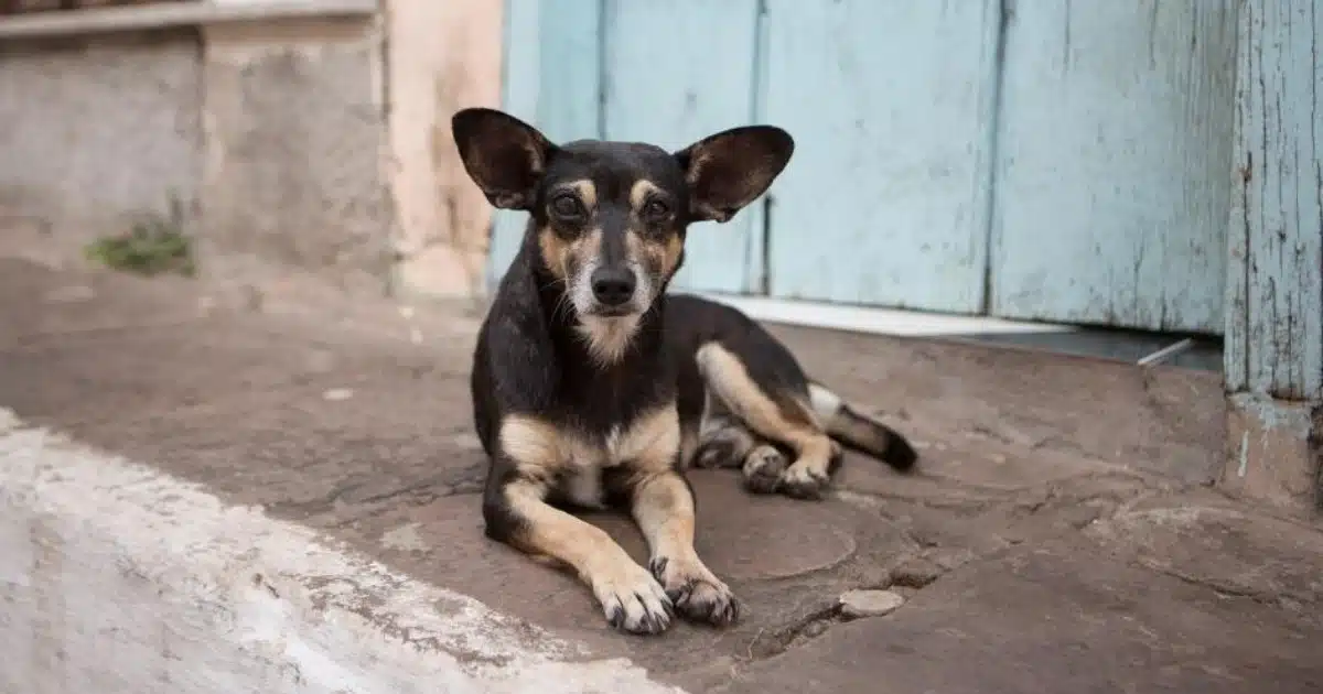 在马来西亚的流浪狗收留所:社区里的温暖与挑战