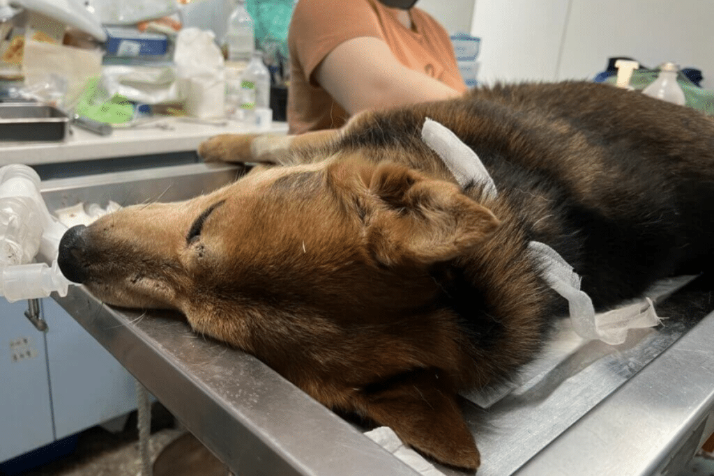 如何帮助流浪狗