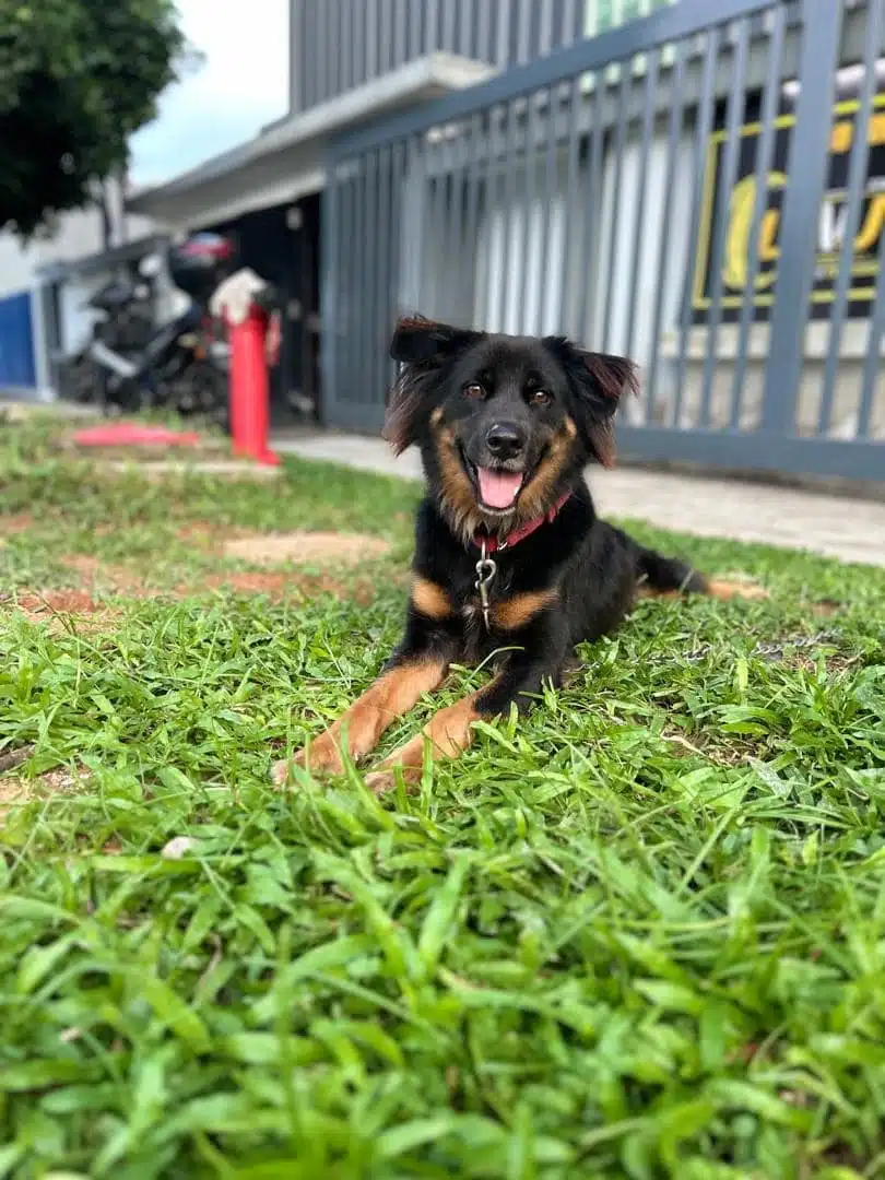 星光旺旺之家:原来帮助流浪狗可以这样做