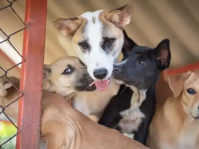 捐款帮助流浪狗