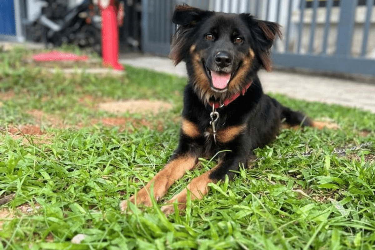 星光旺旺之家:原来帮助流浪狗可以这样做