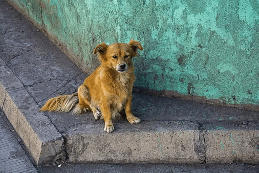 如何帮助流浪狗