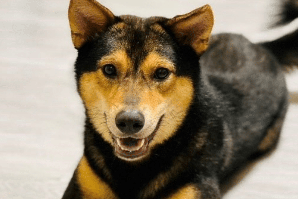 捐款帮助流浪狗:简单的举动,大大的关怀